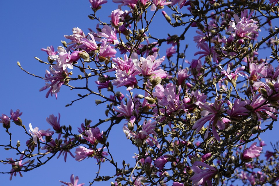 Tree Branches Spring Free photo on Pixabay