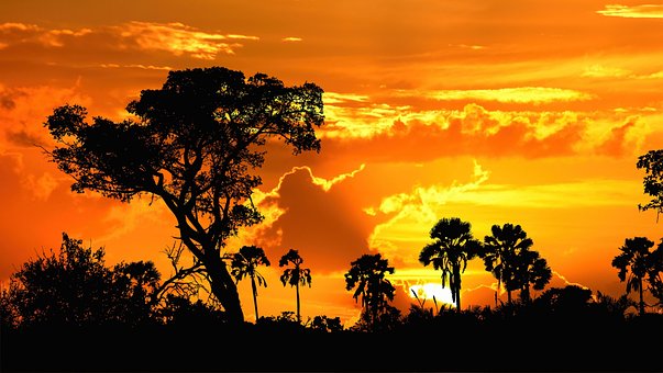 Pôr Do Sol, Céu, Natureza, Floresta