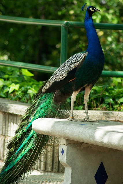 Free Peacock Bird photo and picture