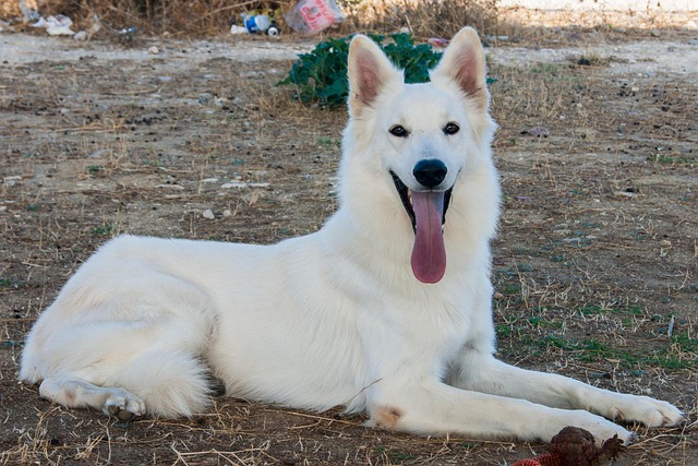 Free Dog White photo and picture