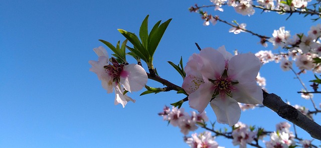 Free Almond Tree Flowers photo and picture
