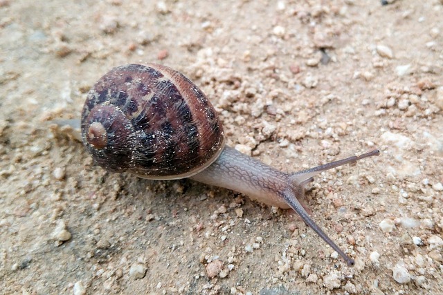Free Snail Earth photo and picture