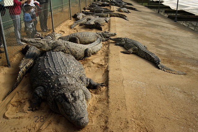 Free Crocodile Farm photo and picture