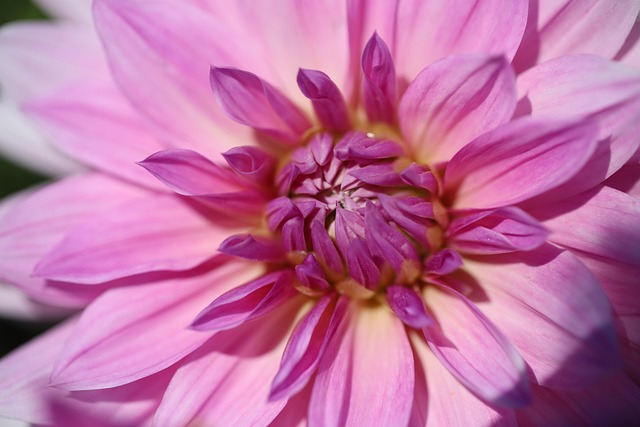 Free Flower Dahlia photo and picture