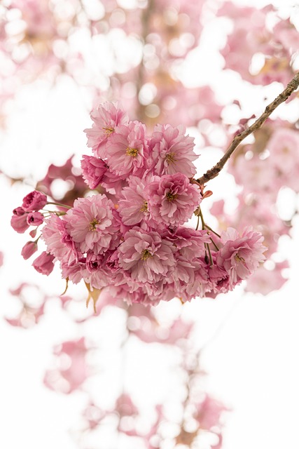 Free Flowers Cherry Blossom photo and picture