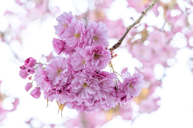 Free Flowers Spring photo and picture
