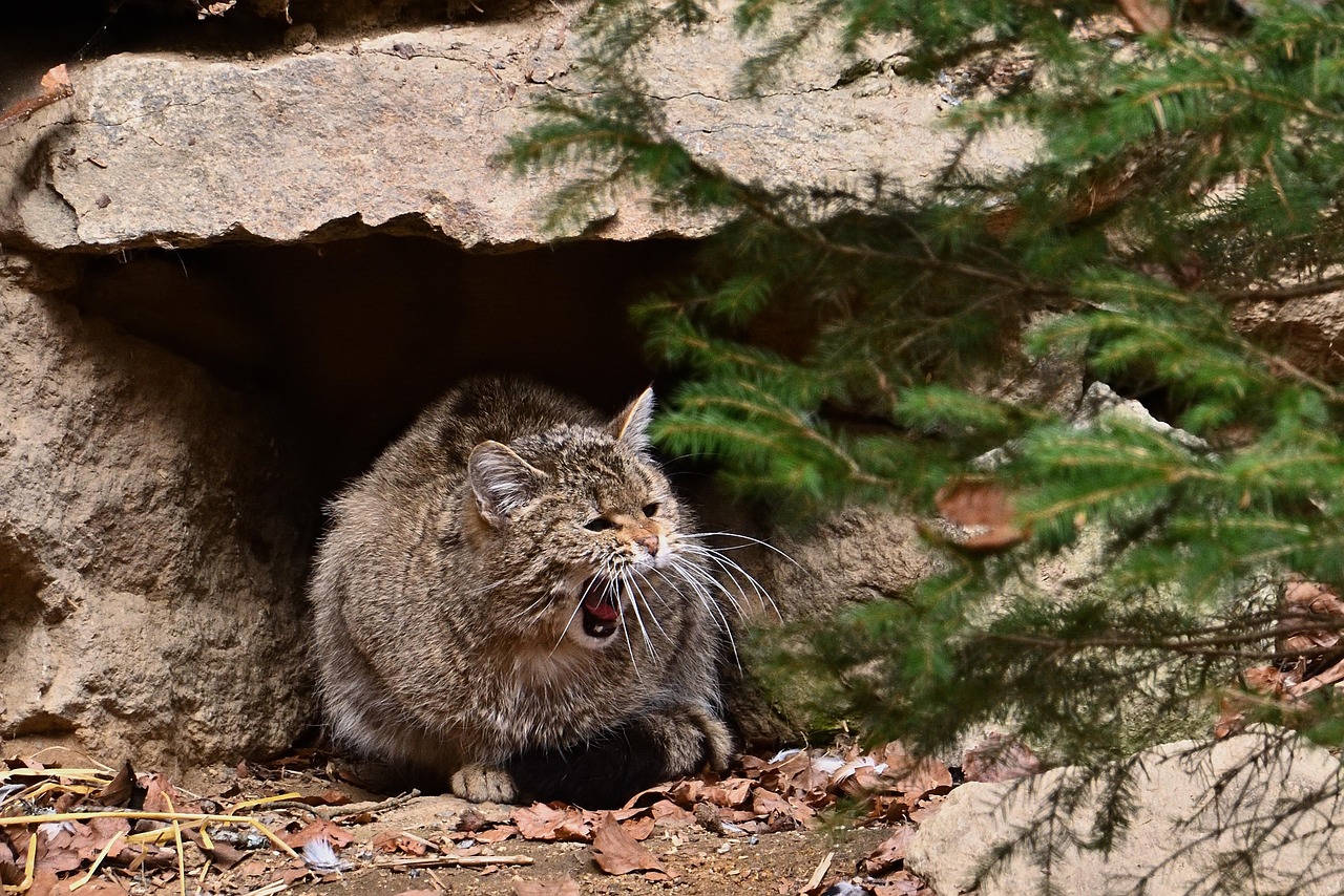 20 000 Free Feral Cat Animal Images Pixabay 20 000 Free Feral Cat Animal Images Pixabay