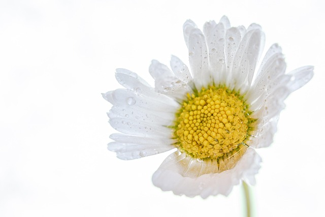 Free Daisy Beautiful Flowers photo and picture