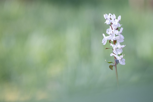 Free Flower Larkspur photo and picture