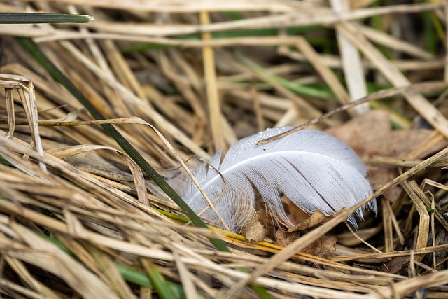 Free Bird Feather photo and picture