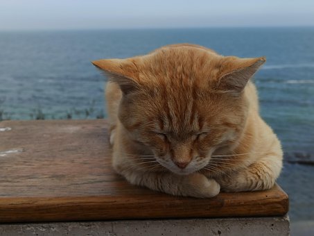 Kat, Zee, Natuur, Dieren, Afdichtingen
