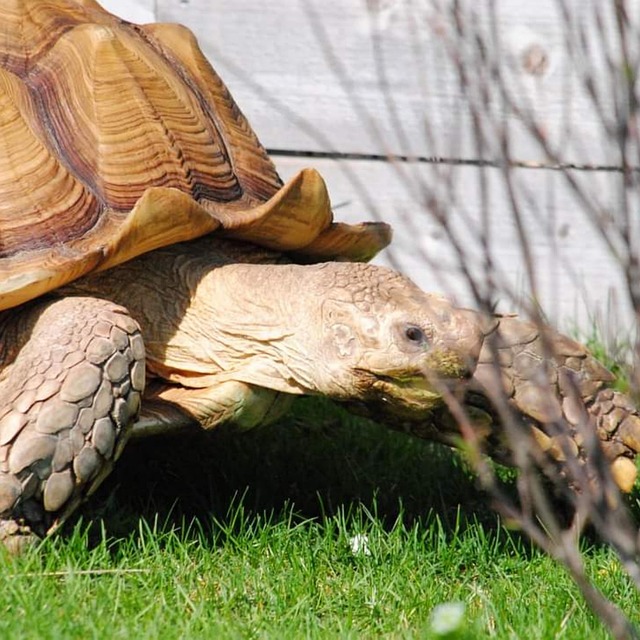 Free Animal Tortoise photo and picture