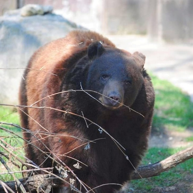 Free Grisly Bear Bear photo and picture