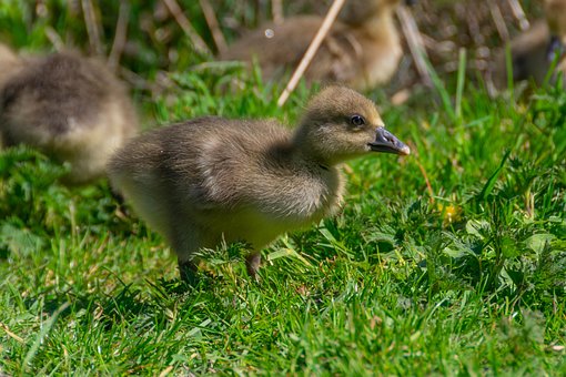 Vogel, Gans, Vogelkunde, Natur, Spezies