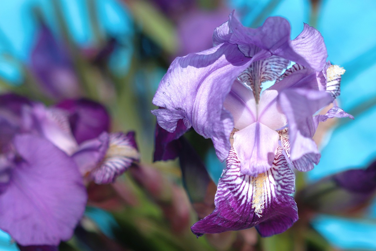 Page 7 - 20,000+ Free Purple Iris & Iris Images - Pixabay