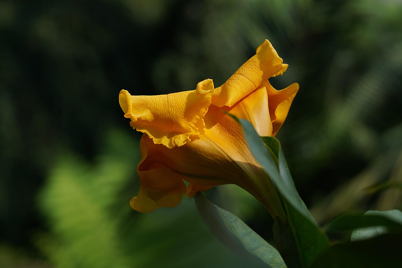 Flower Botanical Bloom - Free photo on Pixabay - Pixabay