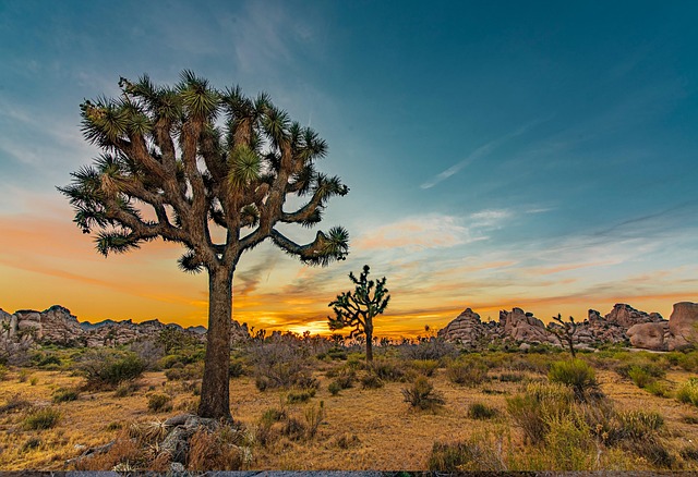 Free Joshua Tree Desert photo and picture
