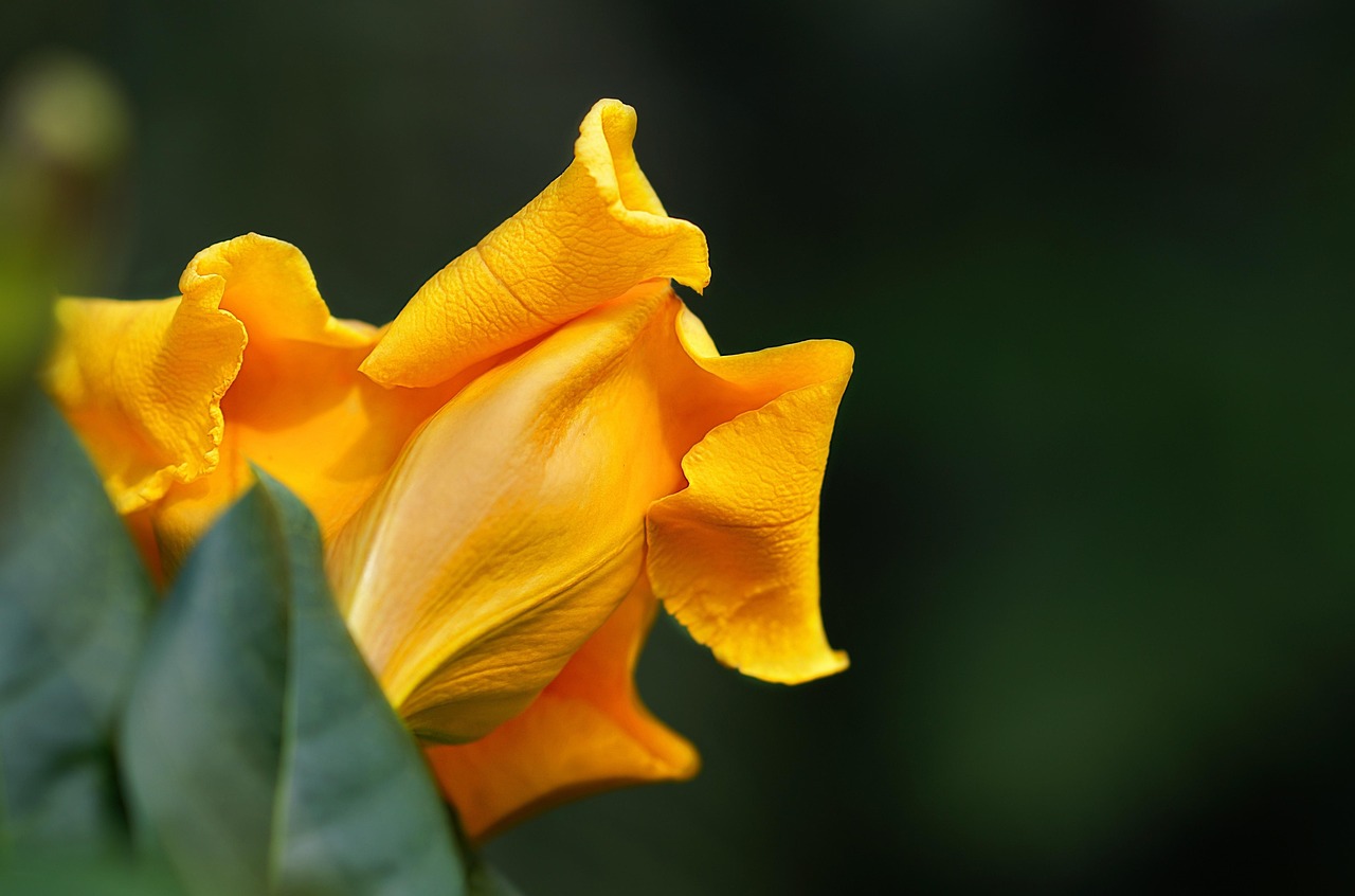 Flower Botanical Bloom - Free photo on Pixabay