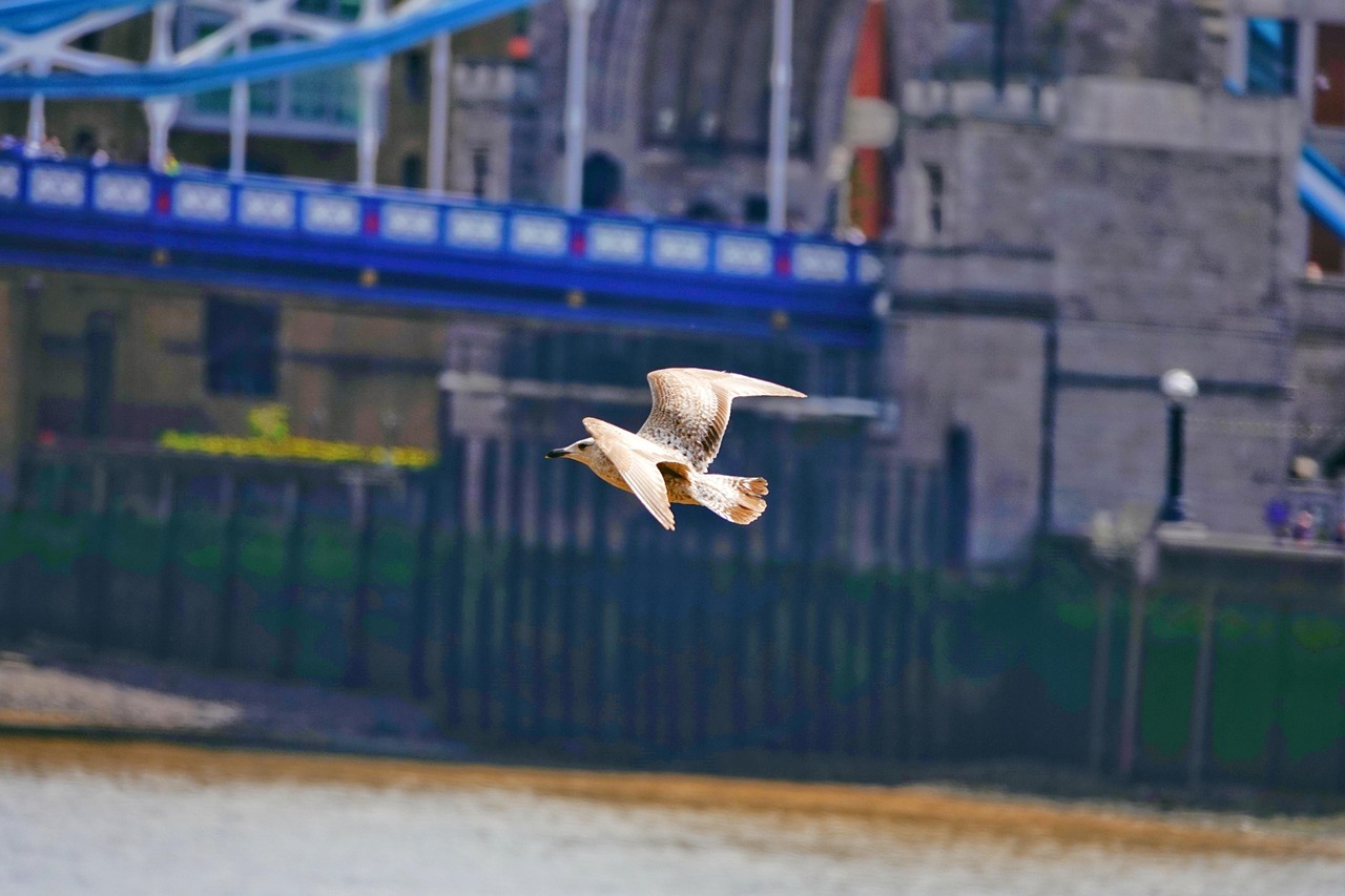 Gull - free online jigsaw puzzle photo