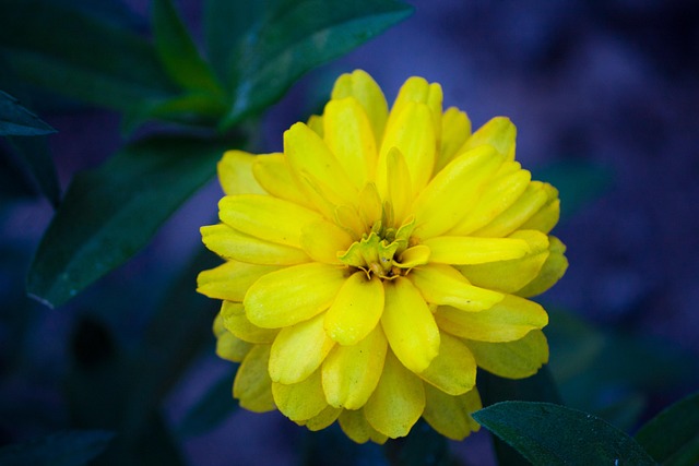 Free Common Zinnia Flower photo and picture