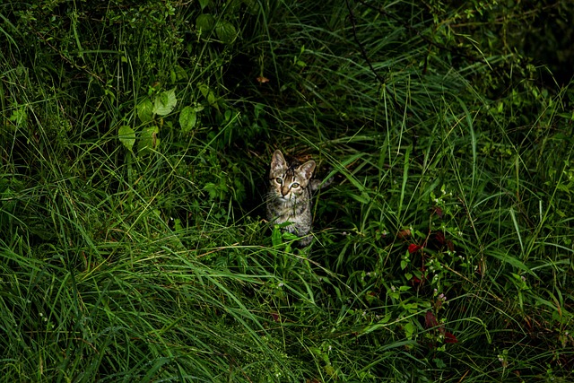 Free Cat Animal photo and picture