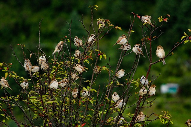 Free Sparrows Birds photo and picture