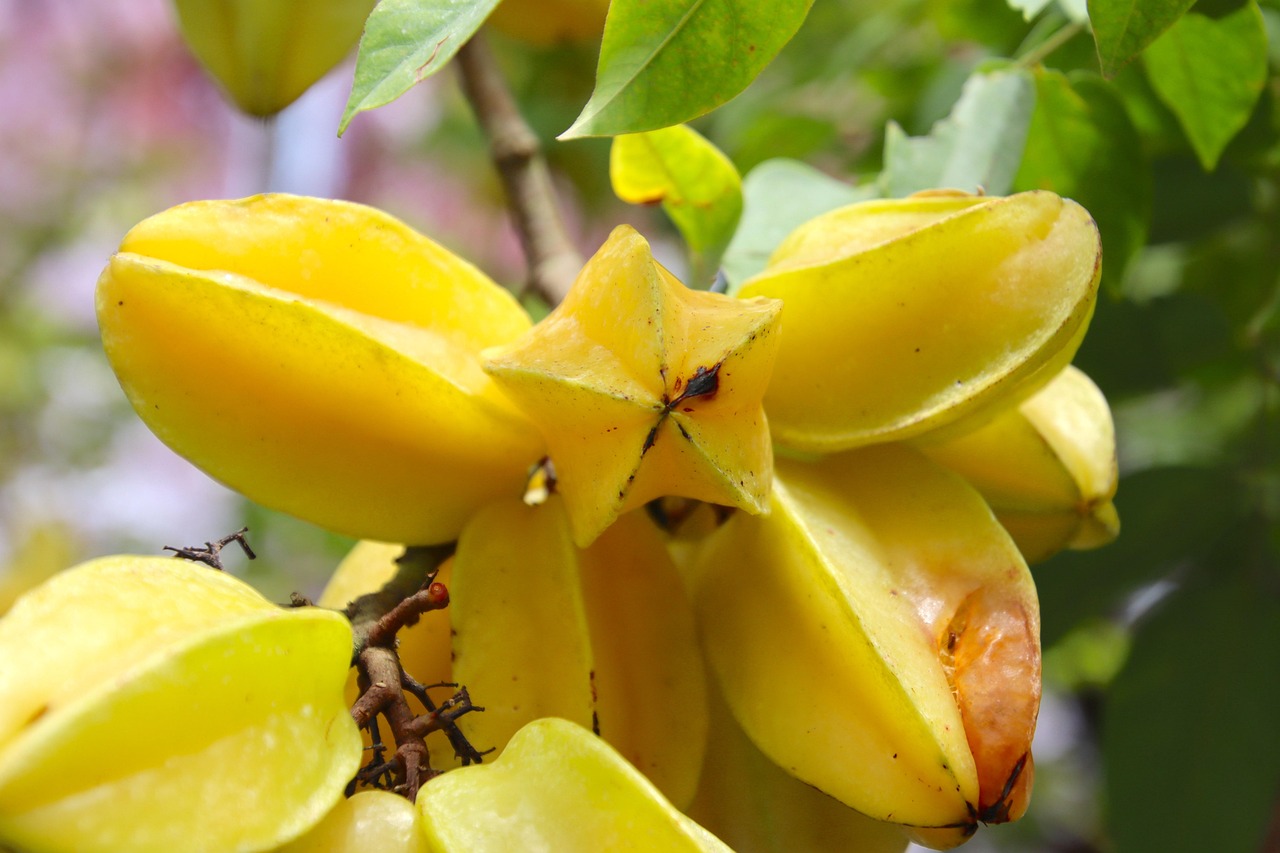Carambole Des Fruits Fruit Photo Gratuite Sur Pixabay Pixabay Carambole Des Fruits Fruit Photo Gratuite Sur Pixabay Pixabay
