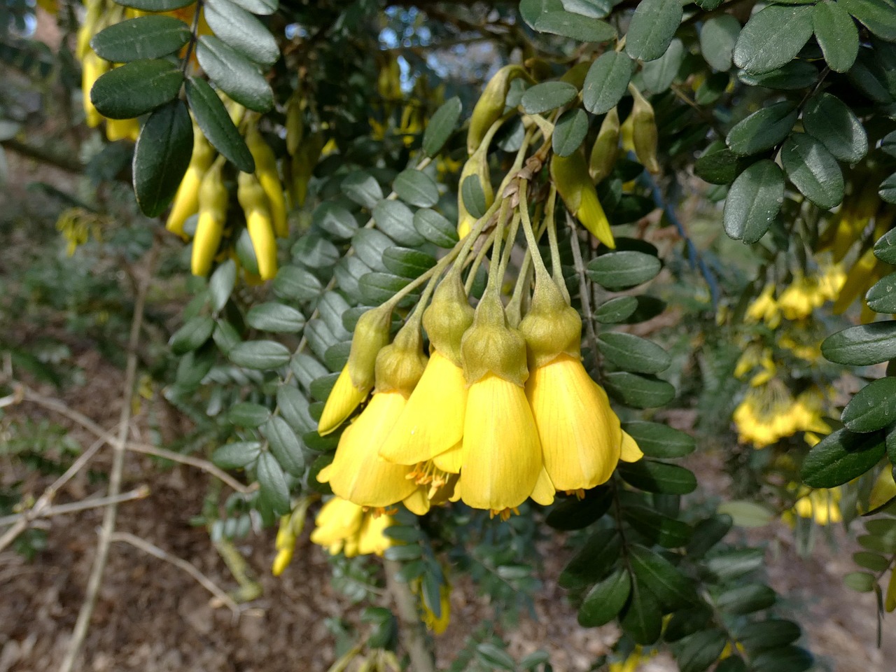 Bunga Kuning Asam Jawa Sophora - Foto gratis di Pixabay - Pixabay