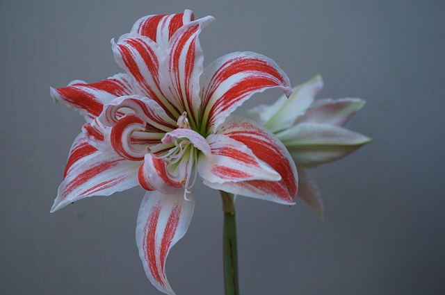 Free Amaryllis Flower photo and picture