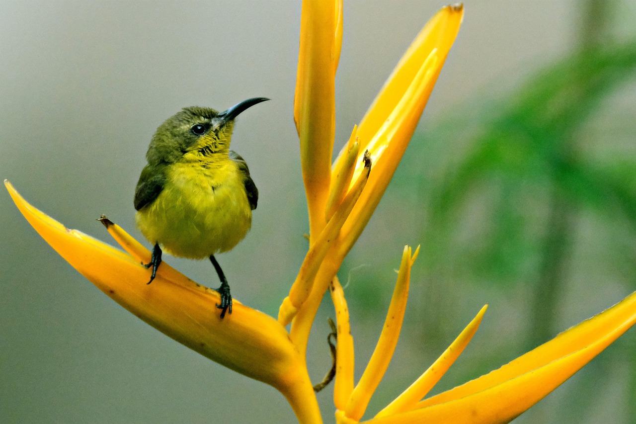 https://cdn.pixabay.com/photo/2022/04/25/12/18/bird-7155767_1280.jpg