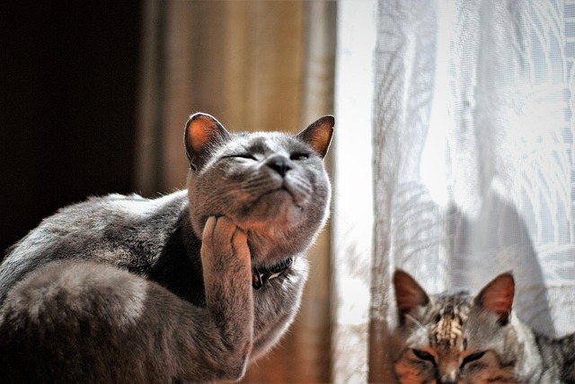 Free Animal Cat photo and picture
