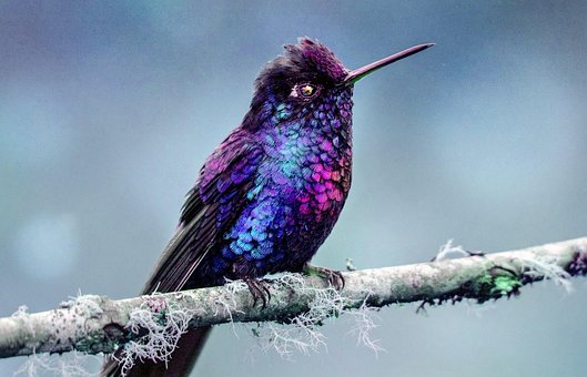 Free Bird Hummingbird photo and picture