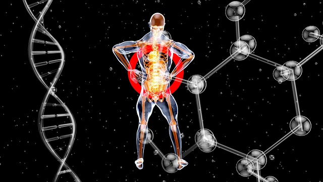 Free anatomy kidneys medical illustration