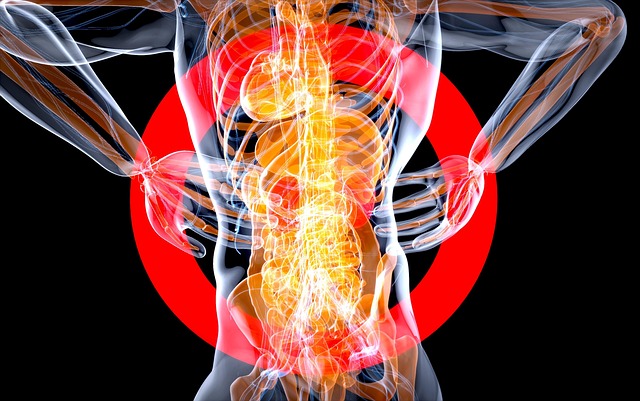 Free anatomy kidneys medical illustration