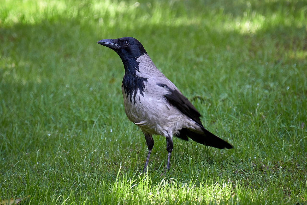 Bird Corvid Plumage Free Photo On Pixabay Pixabay