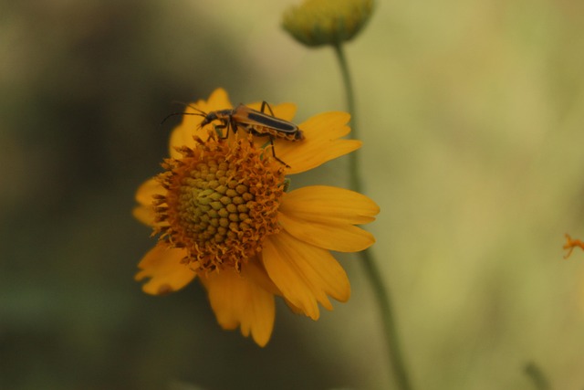 Dier, Insect, Bloem, Gele Bloem