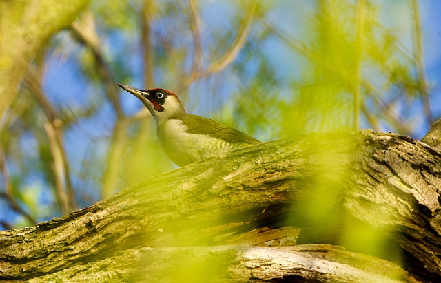 Free Birds Green Woodpecker photo and picture