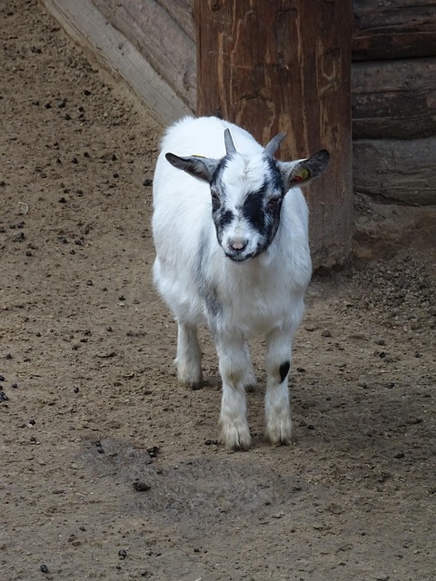 Geitje Geit Horn Farm Hage Baby - Gratis foto på Pixabay - Pixabay