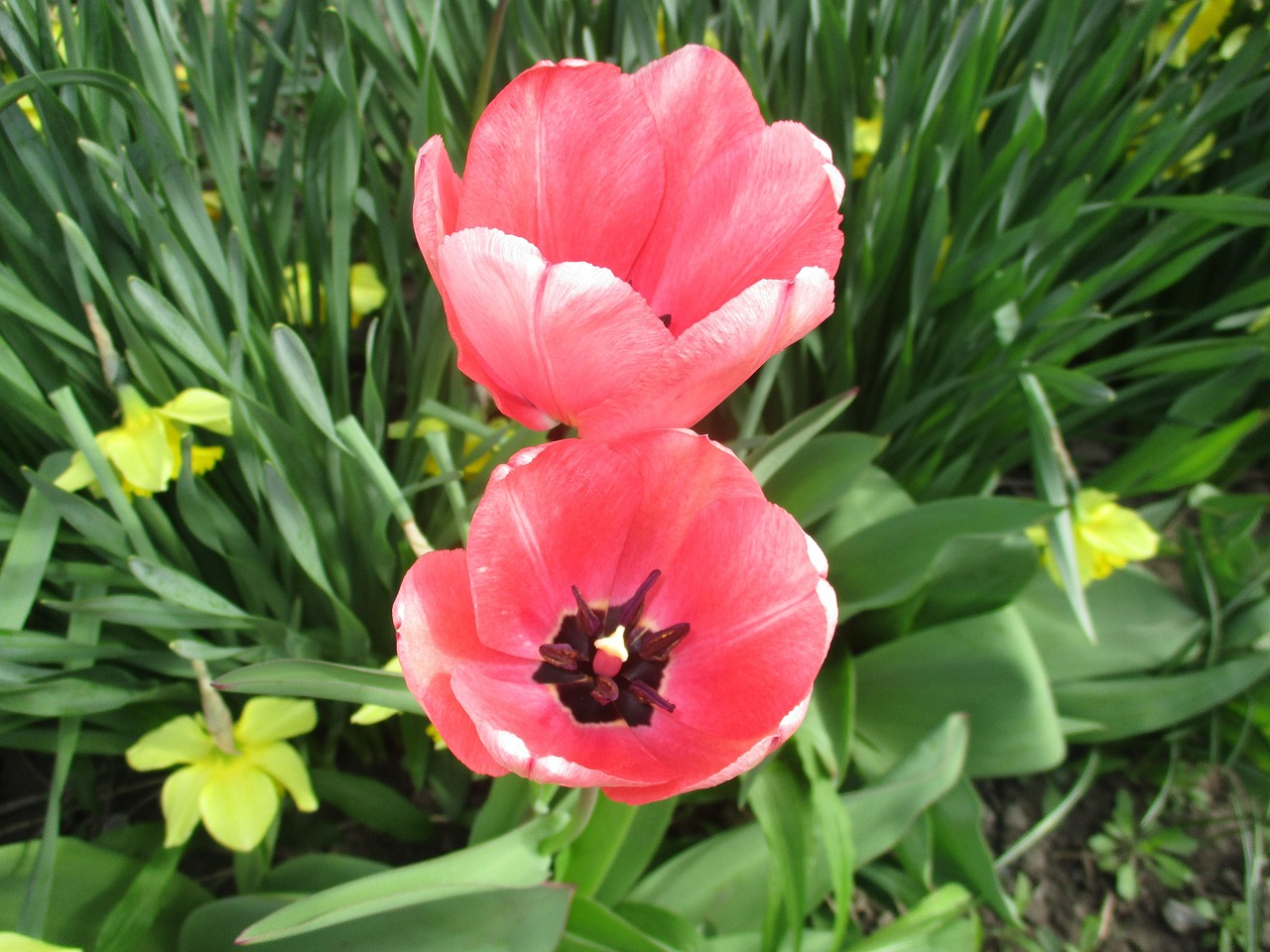 Petal Flowers Nature Free photo on Pixabay Pixabay