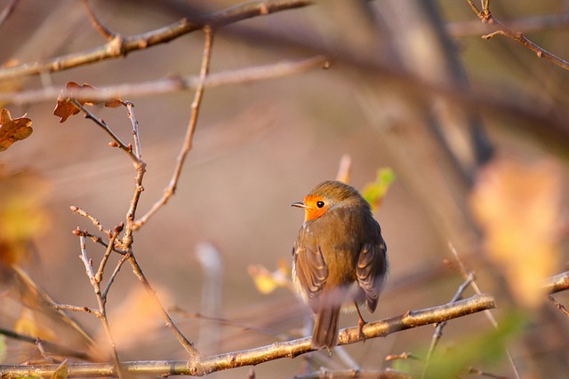 Vogel, Robin, Blätter, Sonnenuntergang