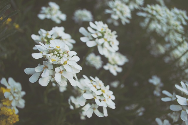 Blume, Natur, Garten, Frühling, Blüte
