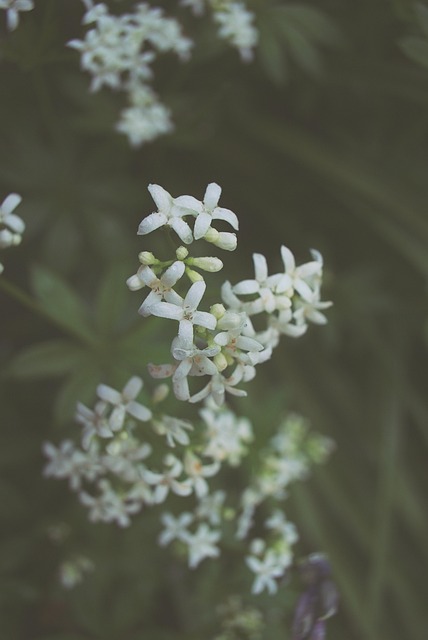 Blume, Violett, Garten, Frühling, Retro