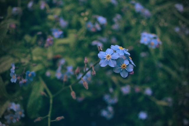 Blume, Violett, Garten, Frühling, Natur