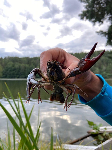 Free Hand Shrimp photo and picture