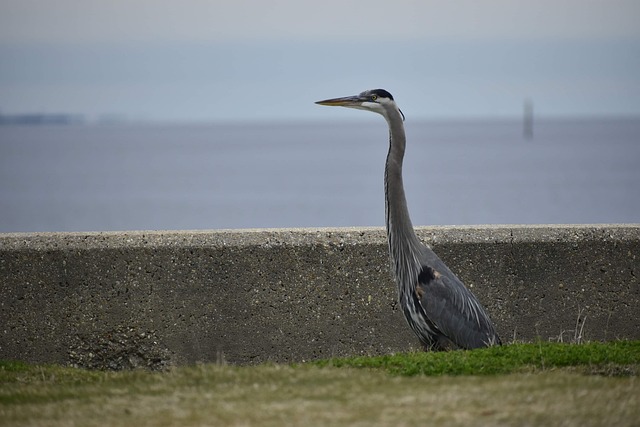 Free Heron Bird photo and picture