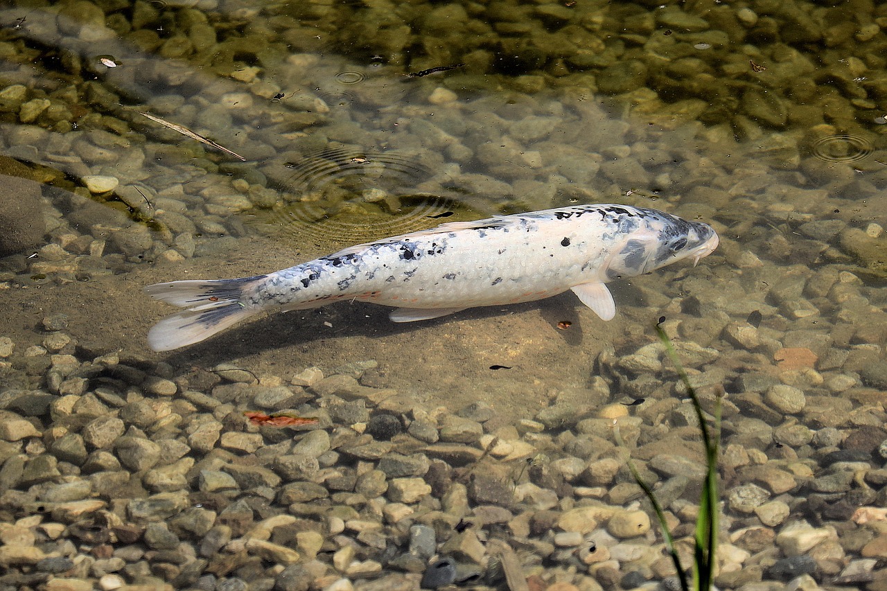 Carp Koi Japanese Free photo on Pixabay Pixabay