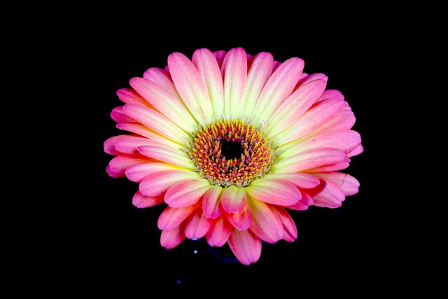 非洲菊 鲜花 自然 - Pixabay上的免费照片