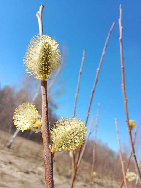 盛开的柳树, 柳絮, 自然, 春天, 植物群, 柳 Caprea