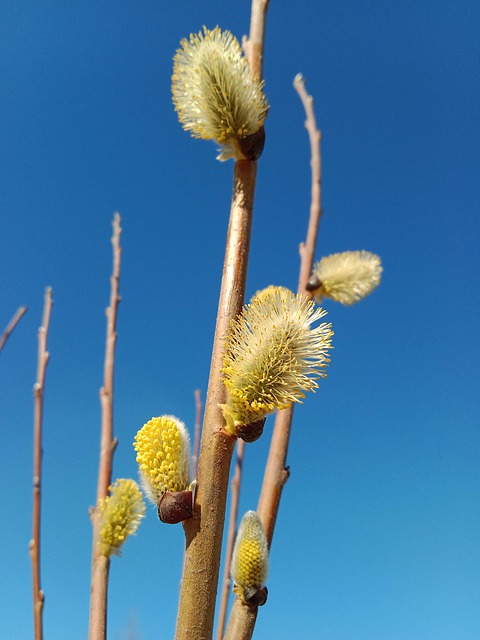Blomstrende Pil, Rakler, Natur, Forår