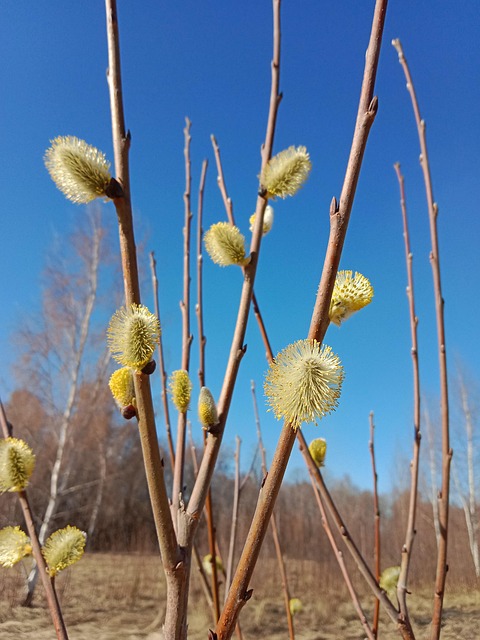 Forår, Blomst, Natur, Have, Blomster
